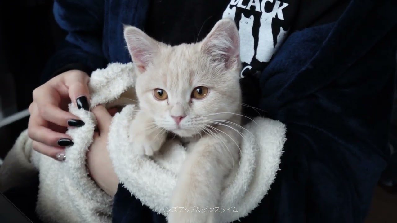 【🐈⟡.·】デスクワークを見守る4ヶ月スコティッシュ🧁