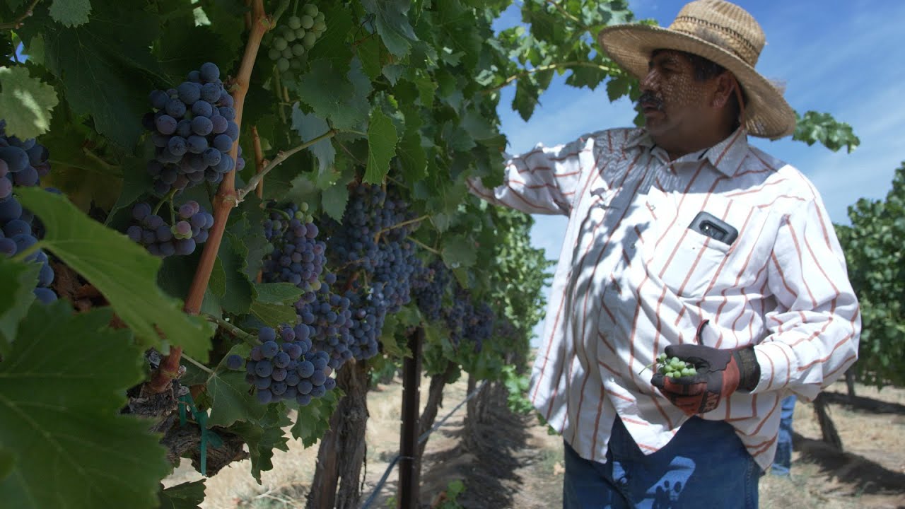Maryhill Vineyard Series Tour: Six Prong