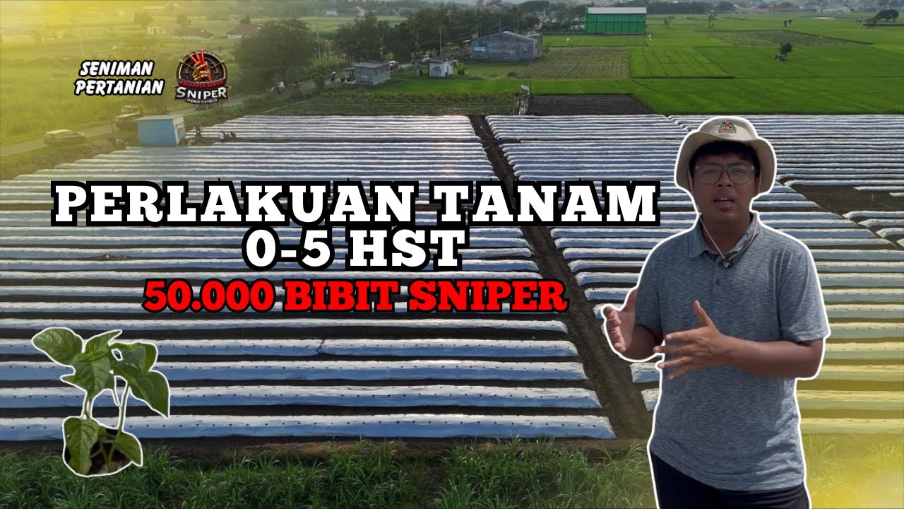 0-5 HST, FASE KRITIS CABAI YANG SERING DIABAIKAN PETANI. TIPS CABAI ALA SENIMAN PERTANIAN