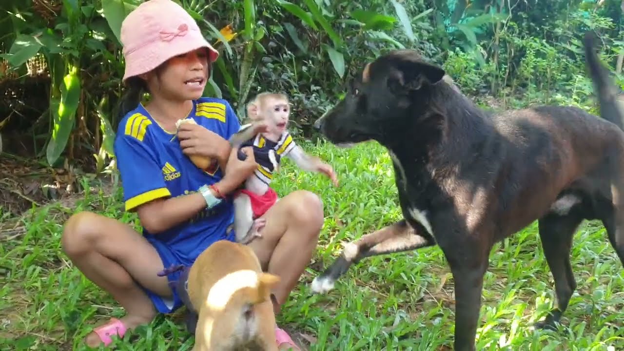 Brother dog and puppy want to playing to Yoya