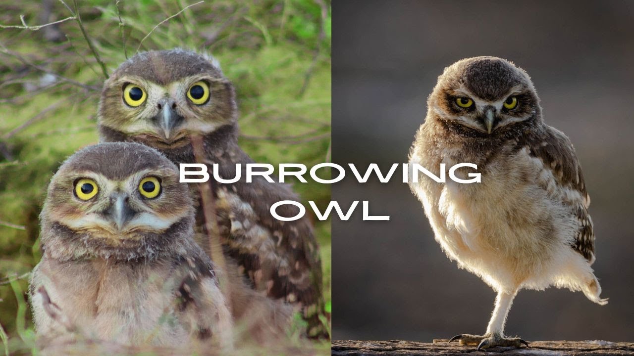 Burrowing Owl : True Facts About the Owl!