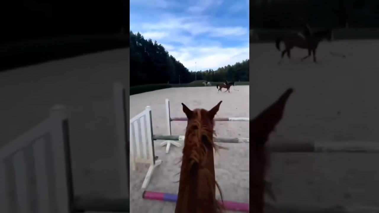 Jumping Rocky bareback and no bridle! 