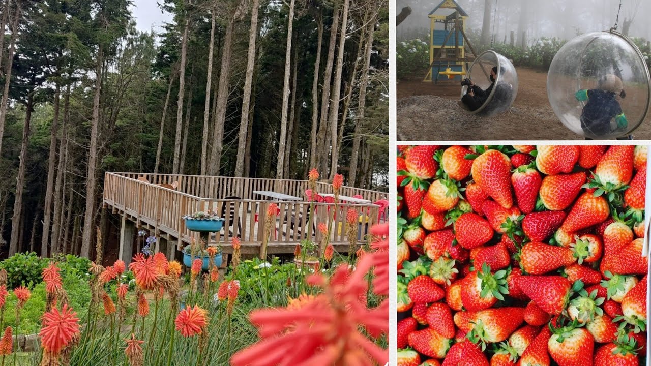 La casa de las fresas un lugar mágico en las alturas.🍓