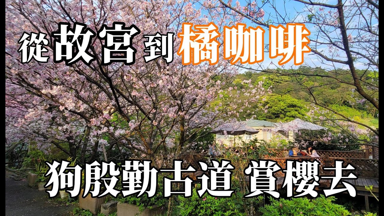 從故宮走到橘咖啡 吉野櫻大爆發 陽明山賞櫻最後一波 感動到快要掉眼淚 狗殷勤古道 竹林步道 內厝溪櫻木花廊