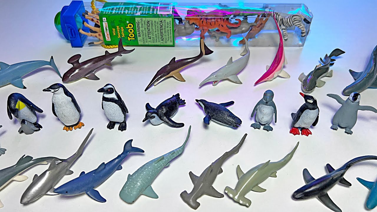 Sea Animals, Sharks, Penguins, Great White Shark, Hammerhead Shark, Thresher Shark, Leopard Shark