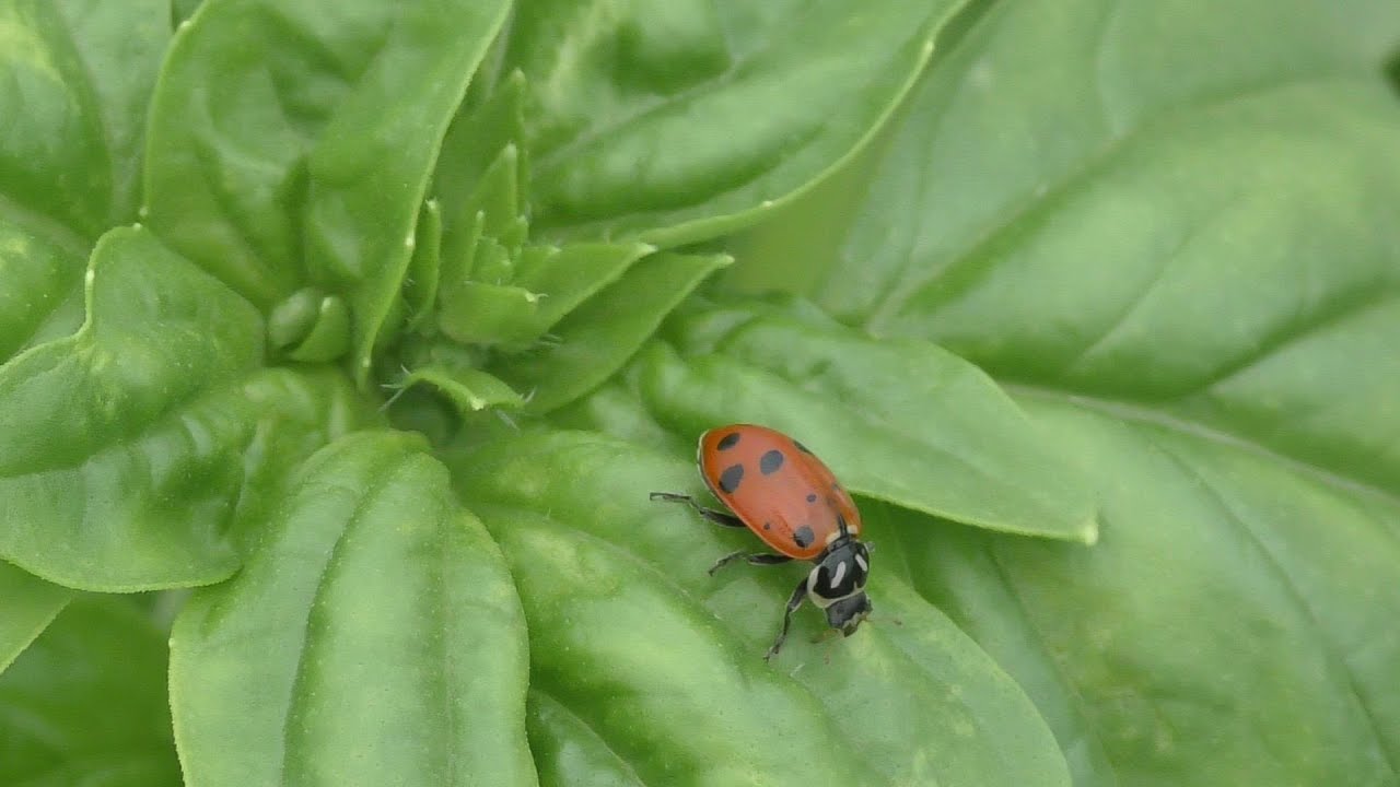 Cloning Basil
