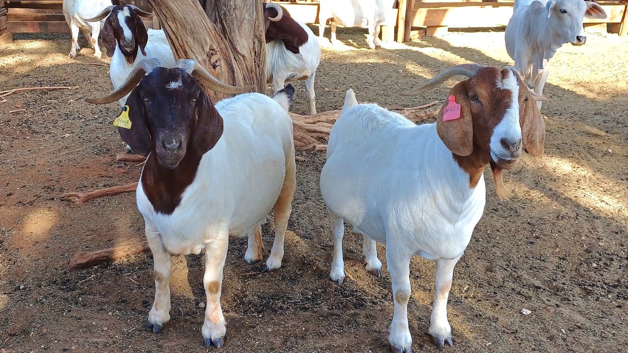 Caprinos Boer- Fazenda Santa Rita