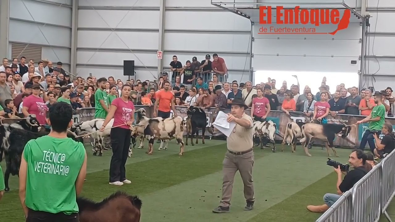 Subasta de machos de raza caprina majorera en FEAGA 2024