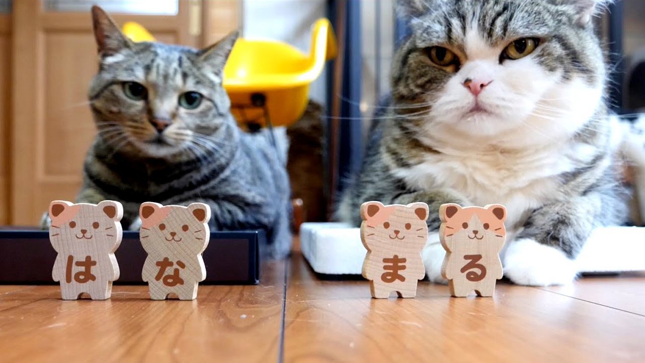 ドミノ倒しとまるとはな。- Domino toppling and Maru&Hana.-