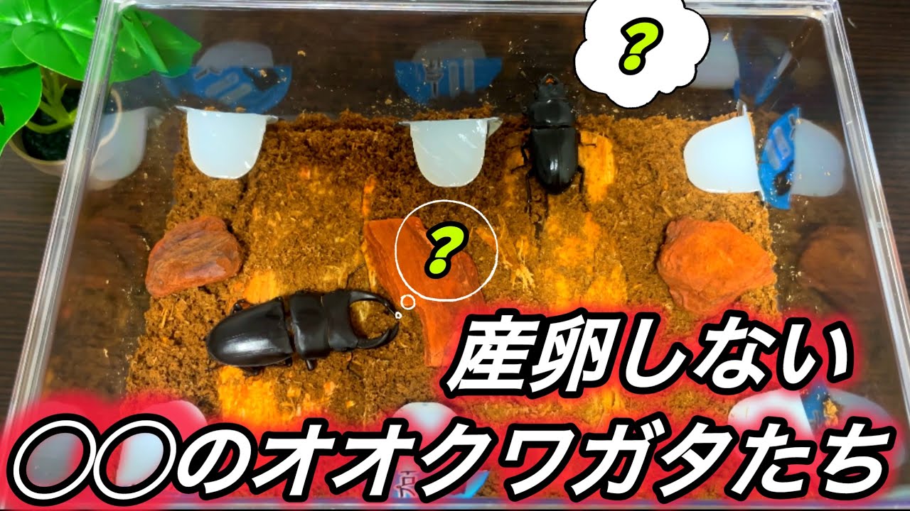 産卵しないオオクワが存在するらしいので検証してみます