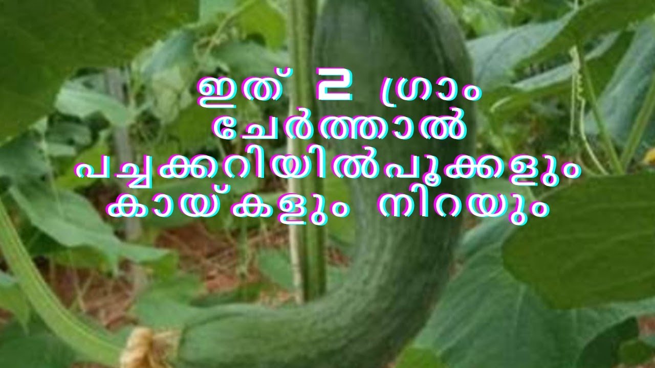 ഇത് 2 ഗ്രാം ചേർത്താൽ പച്ചക്കറിയിൽ പൂക്കളും കായ്കളും നിറയും # namukkumkrishicheyyam