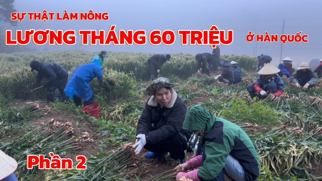 Phần 2 | Sự thật về nghề làm nông ở Hàn Quốc thu nhập 60 triệu/tháng có thật không? | Thi Hàn Quốc 