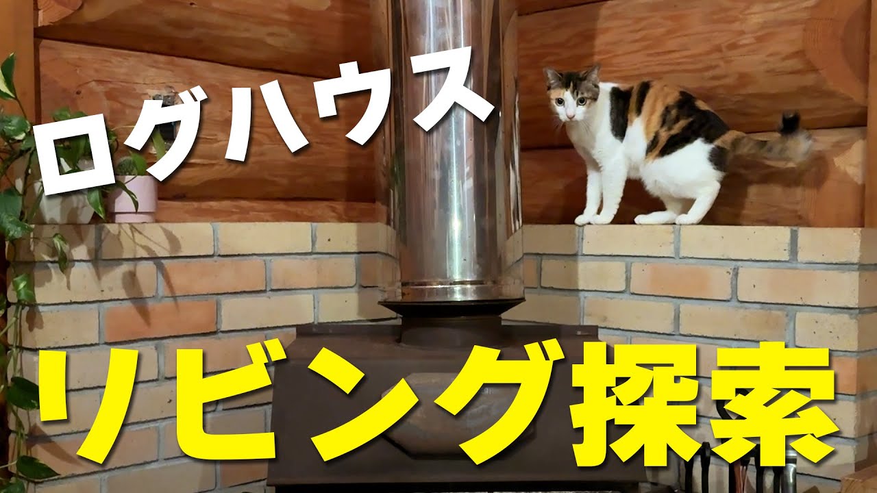 森のログハウスで深夜に活動する猫たちのリビング探索