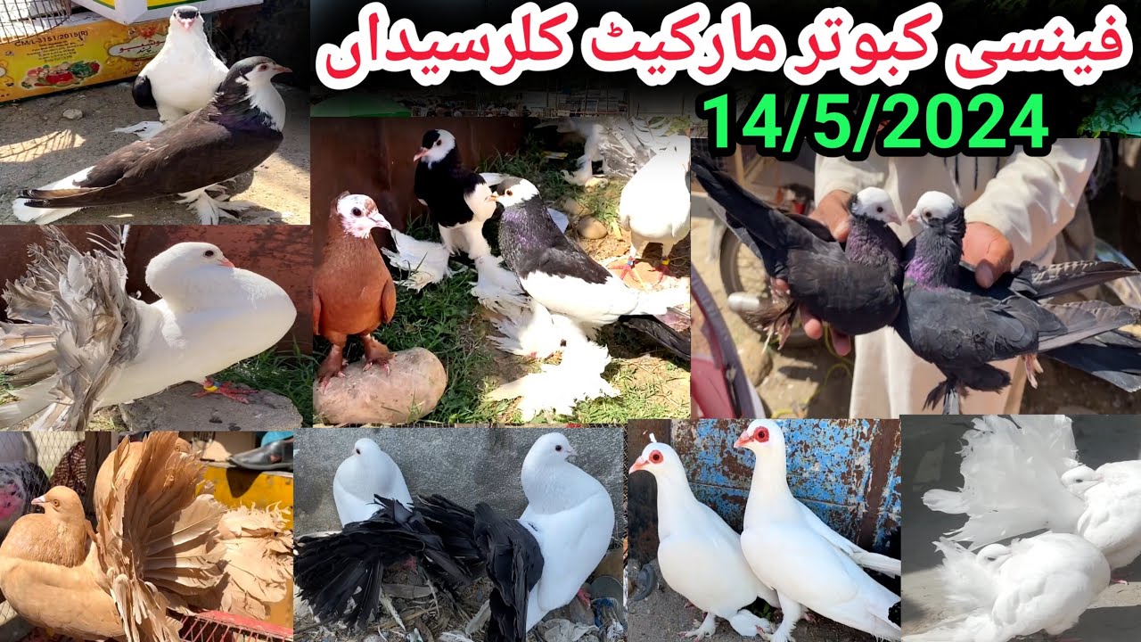 Biggest Fancy Kabootar Mandi Kallar Syedan | Lates Update Fancy Pigeon Market Price | 14/5/2024