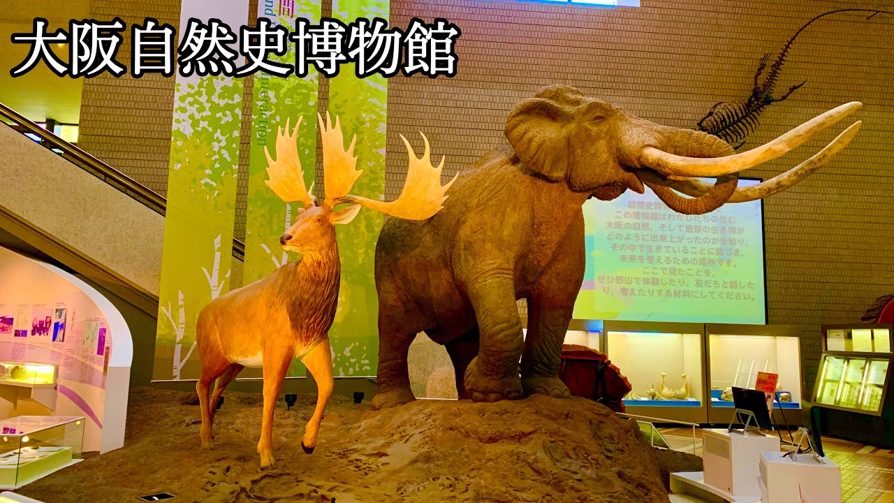 大阪自然史博物館|| OSAKA MUSEUM OF NATURAL HISTORY || OSAKA,JAPAN @maliainjapan