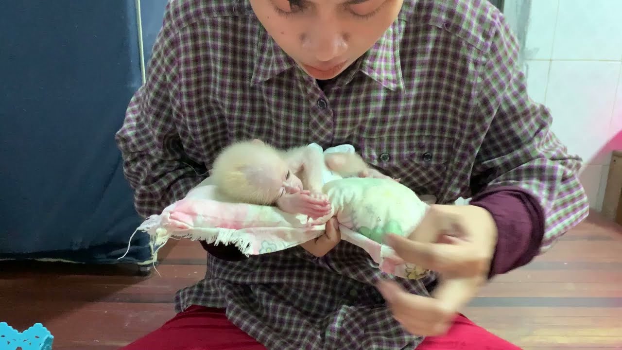 So adorable baby monkey feeling lovely that mummy take care and sharing food to eating delicious