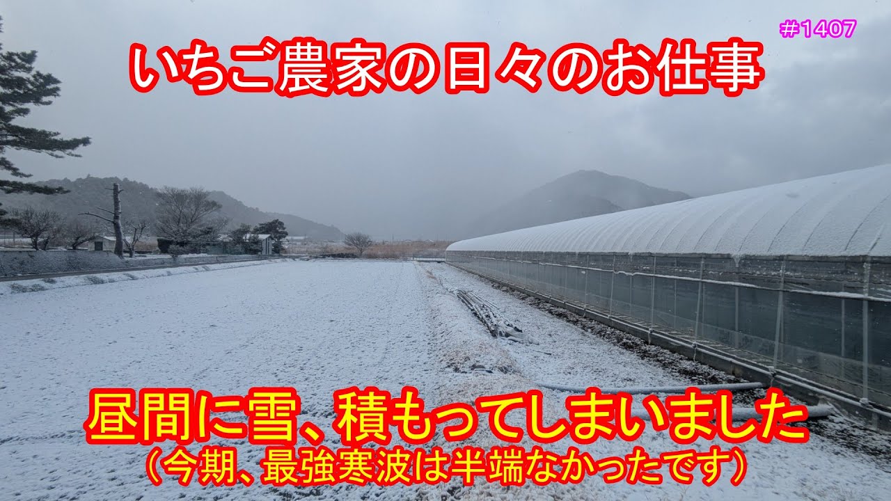 昼間に雪、積もってしまいました（今期、最強寒波は半端なかったです）　いちご農家の日々のお仕事　＃１４０７
