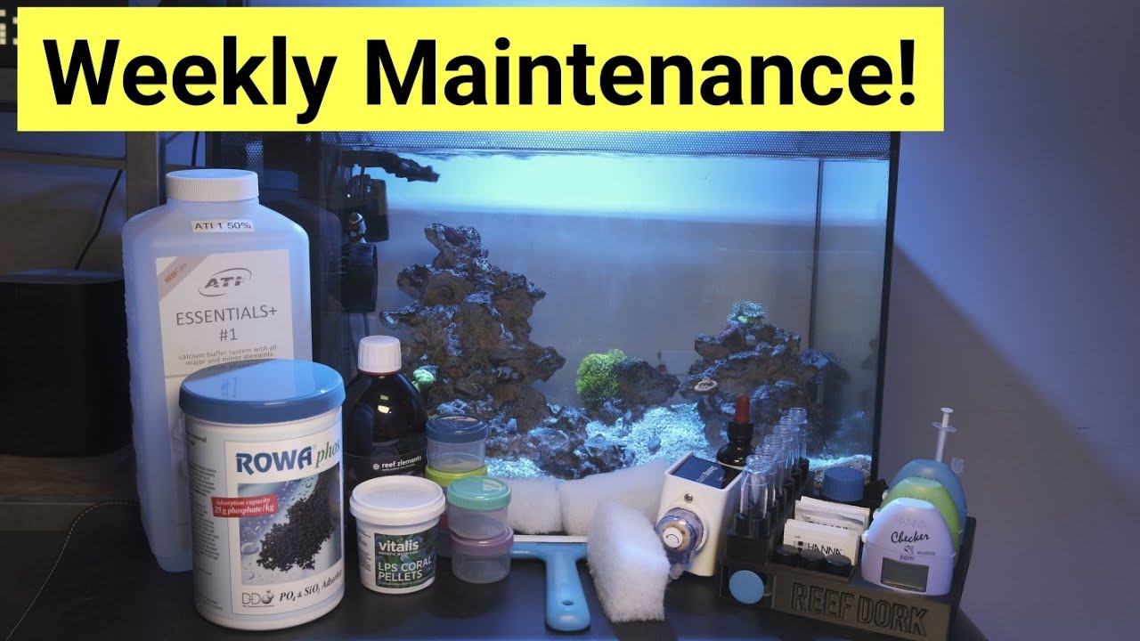 Nano Saltwater Tank Weekly Maintenance Schedule