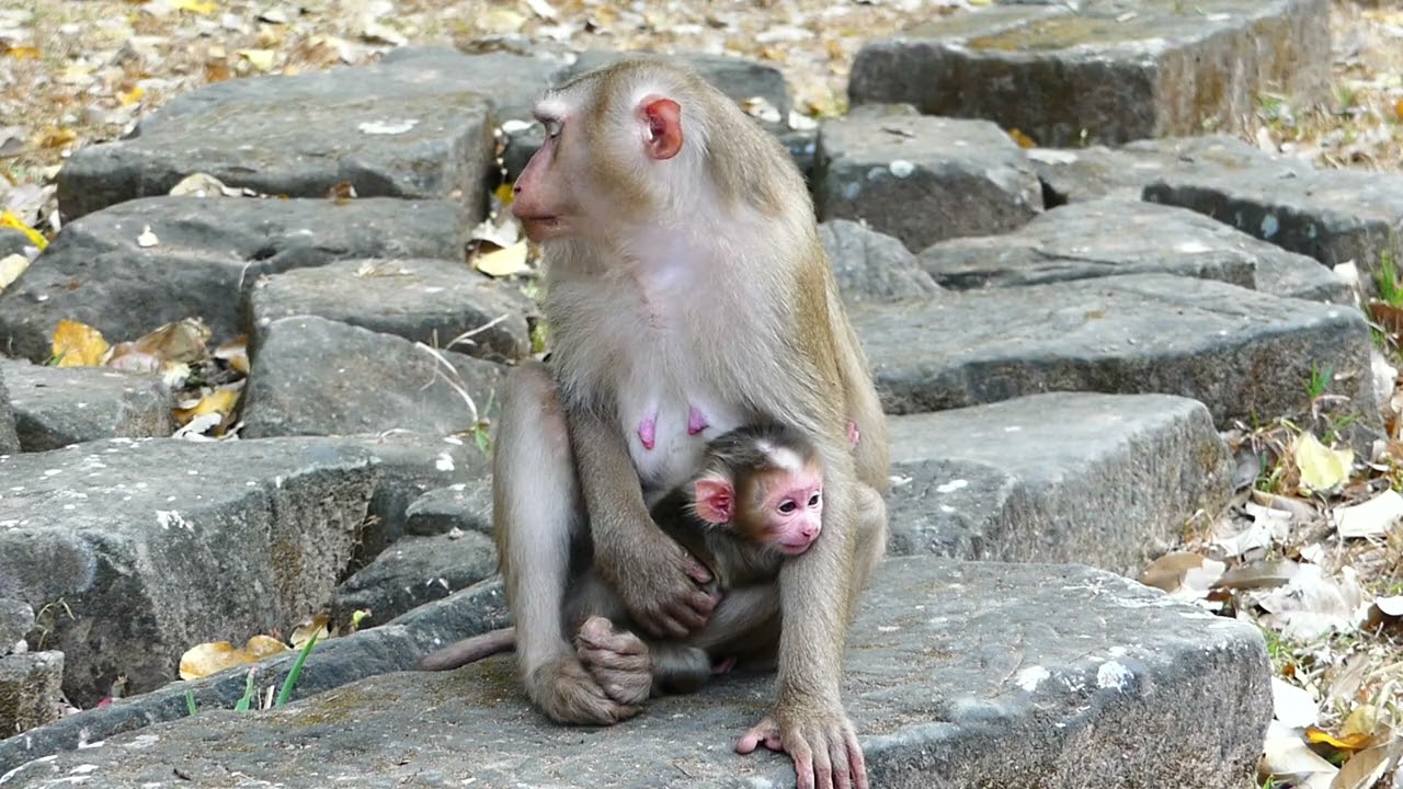 Loyce monkey family in take on new baby ,