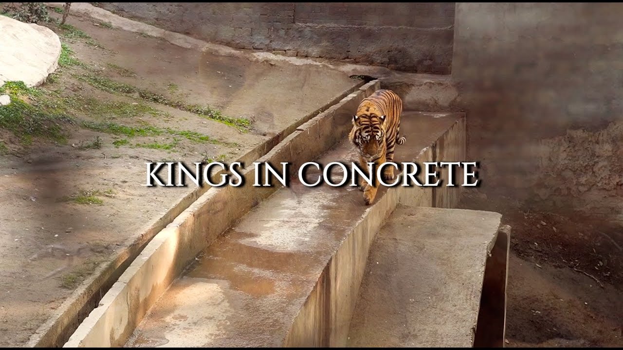 Kings in Concrete | A Documentary on Captive Lions and Social Media Power