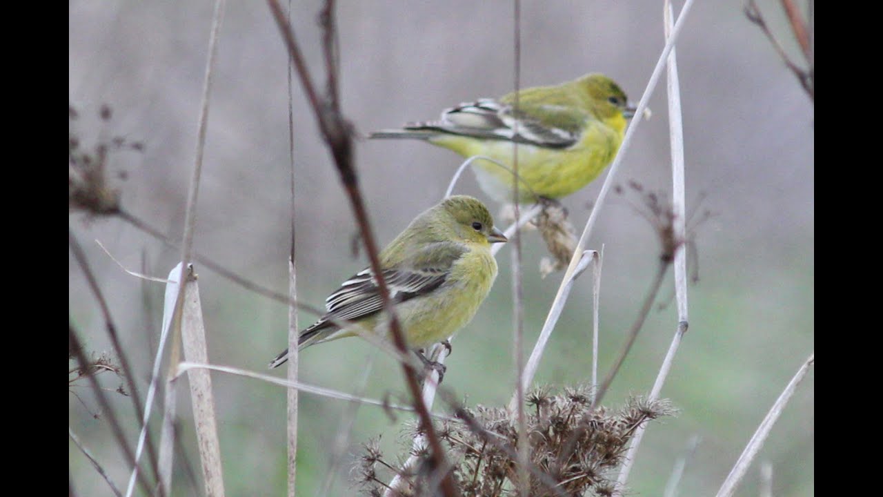 Breaking Into Birdwatching, Webinar with Miles and Teresa Tuffli