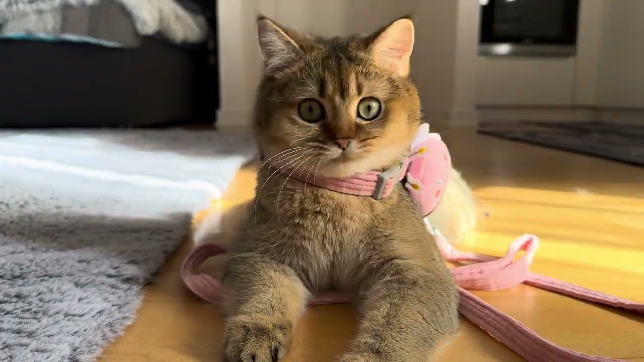 ASMR Кицька Іриска🐾#cat #cute #cutecat #cutebaby #video #viralvideo 