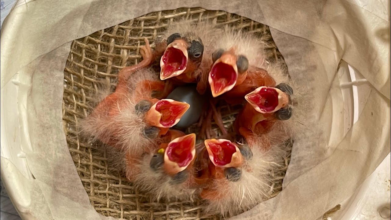 Dica de NINHO para a REPRODUÇÃO dos CANÁRIOS