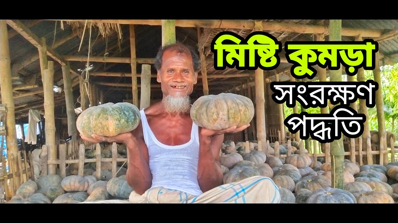 মিষ্টি কুমড়া সংরক্ষণে মাচা পদ্ধতি || How to store pumpkins