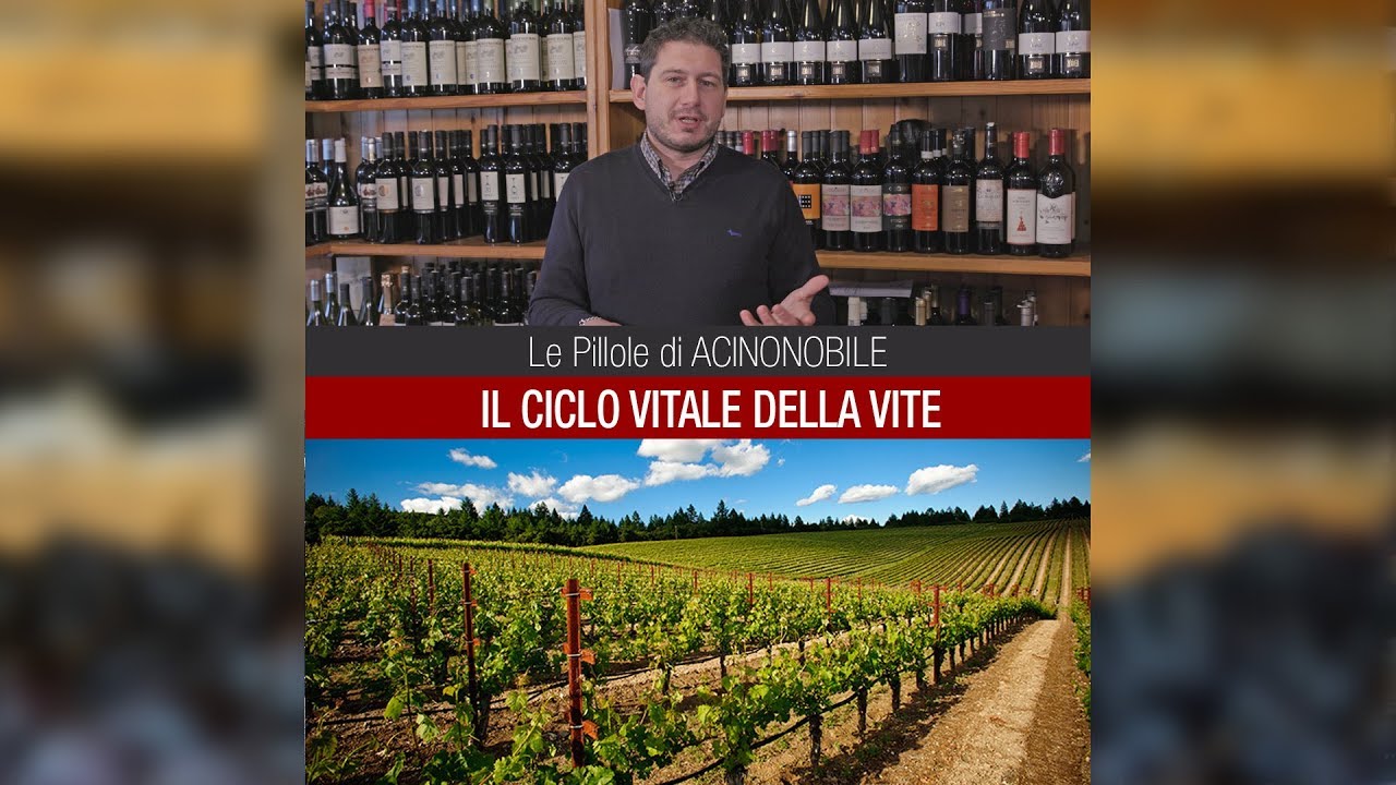 Il Ciclo della Vite