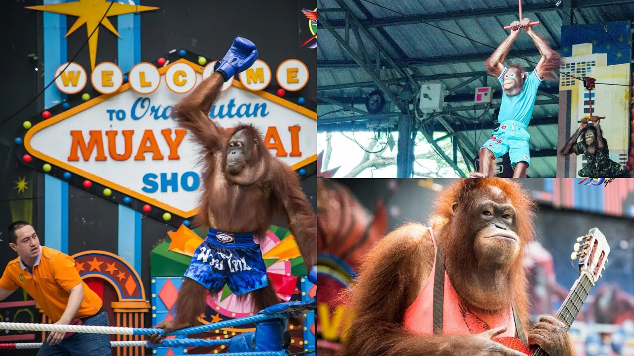โชว์ลิงที่ดีที่สุดควรไปดู ซาฟารีเวิล์ด monkey show BKK