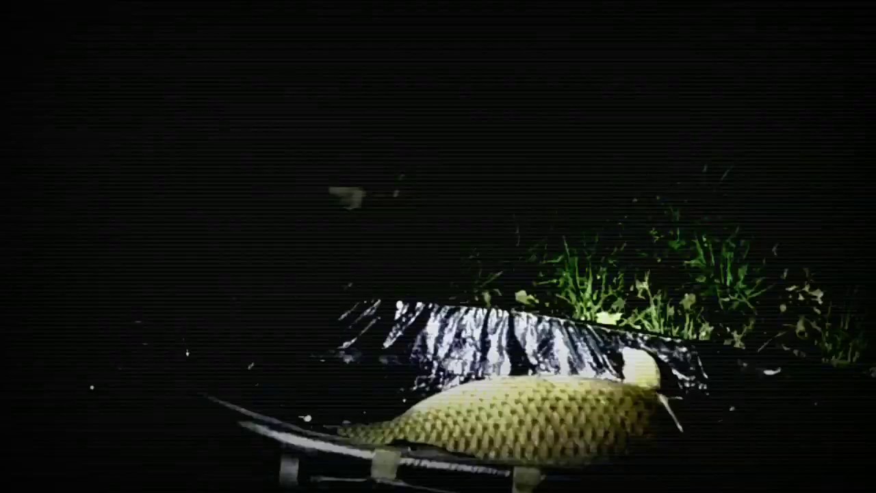 Svazovka severn&iacute; morava