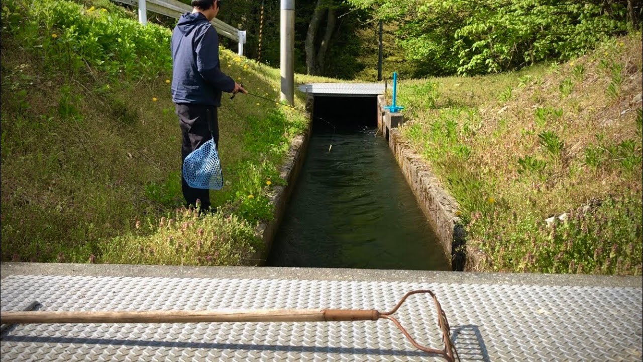 謎の用水路のぬしを釣るのだぜ！！