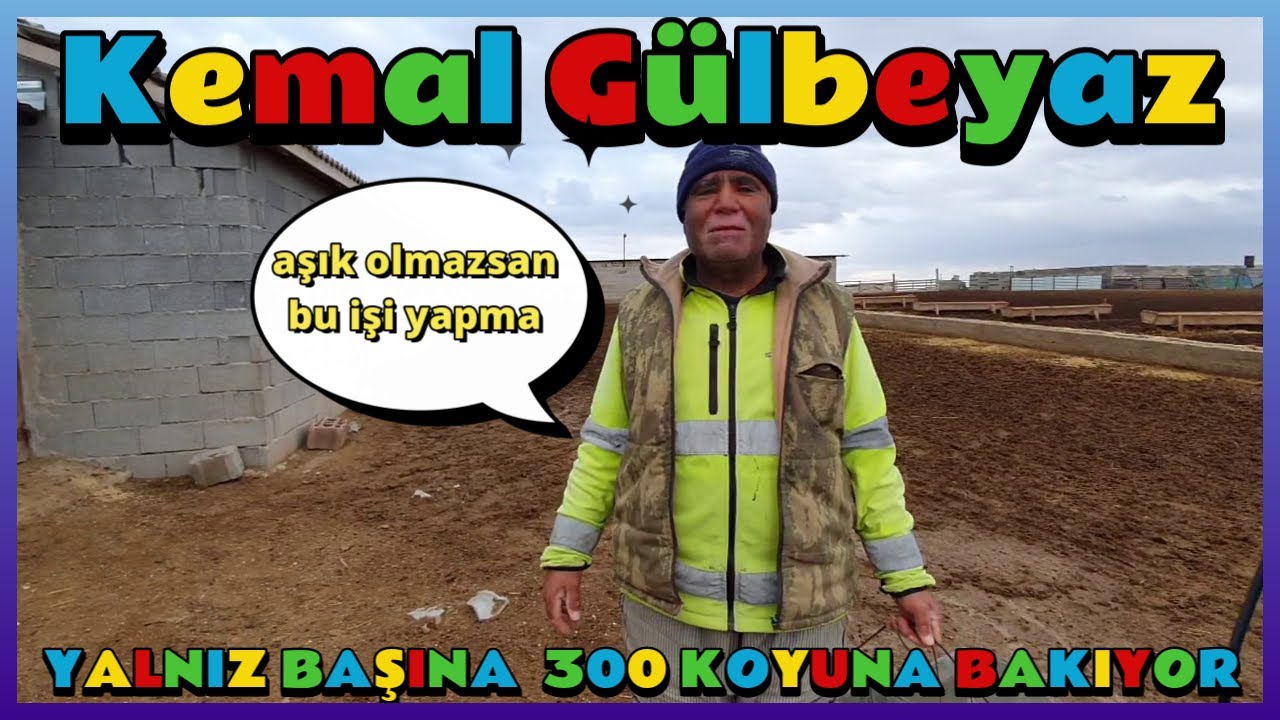 KEMAL GÜLBEYAZ - YALNIZ BAŞINA 300 KOYUNA BAKIYOR
