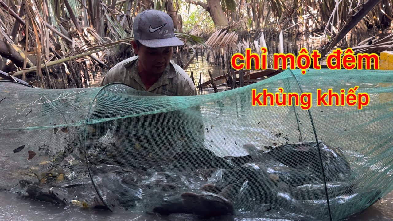 KINH KHỦNG CHỈ SAU MỘT ĐÊM KHÔNG NGỜ ĐÀN CÁ VÔ NHIỀU KHỦNG KHIẾP