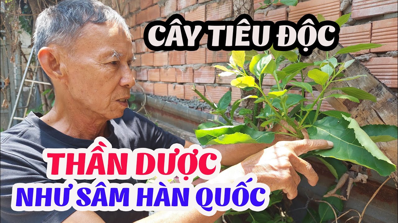 Cây tiêu độc toàn cơ thể, 100 người thì 99 người uống vào đều khỏe, tốt như Sâm Hàn Quốc