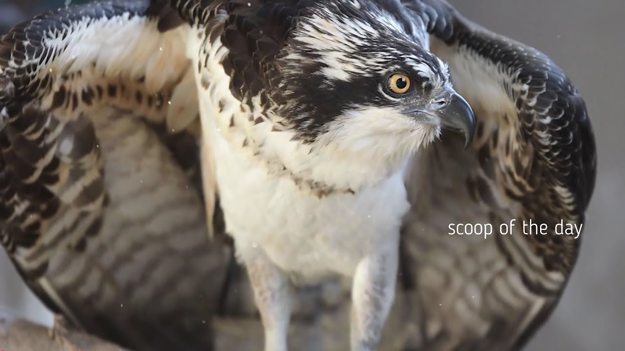 Amazing Osprey facts about Osprey flight Nest chicks Documentary on Osprey