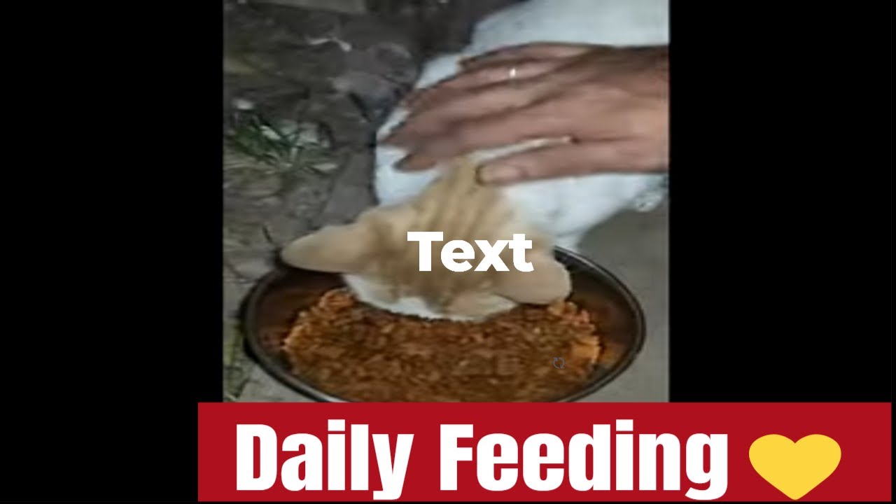 Feeding My Community Street Cats and Home Rescues 🐱🍽️ | Mumbai