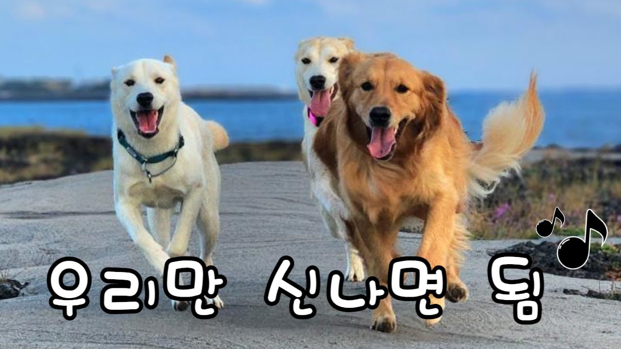 강아지들이 똑똑하면 산책 후 집사가 힘든 이유