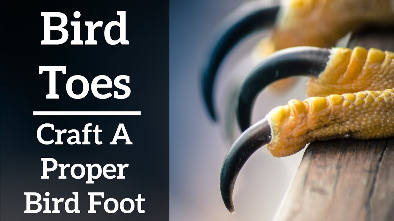 Bird Toes  - How to Craft a Proper Bird Foot