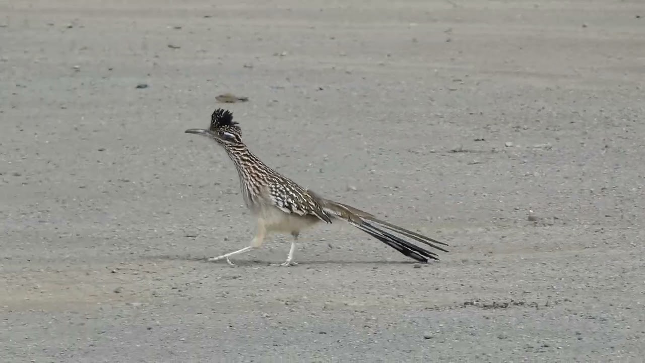 Greater Roadrunner Running At The Dump