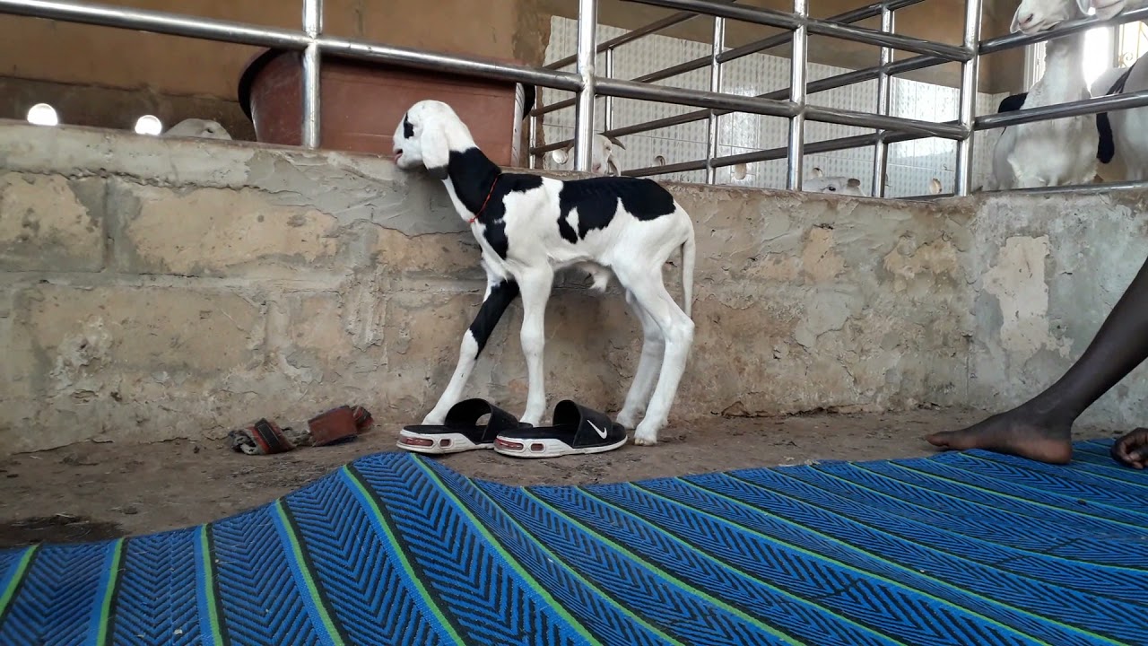 bergerie timtimol .