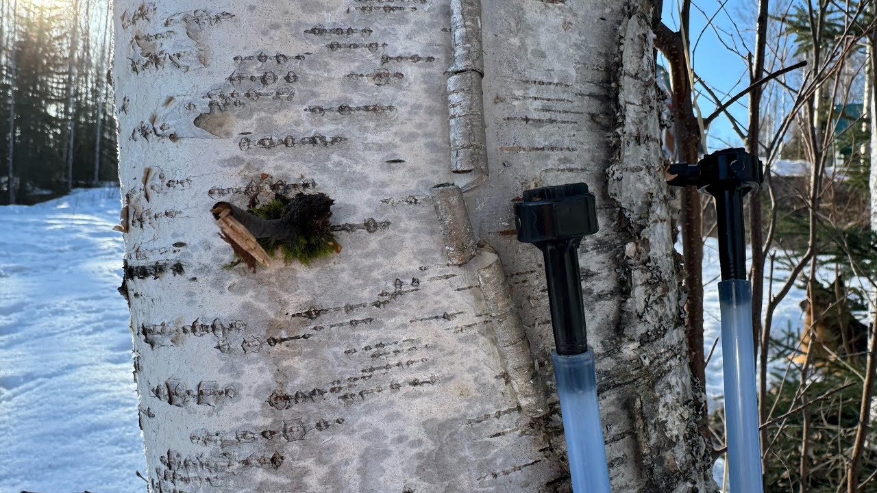 Birch water tapping for beginners, how to