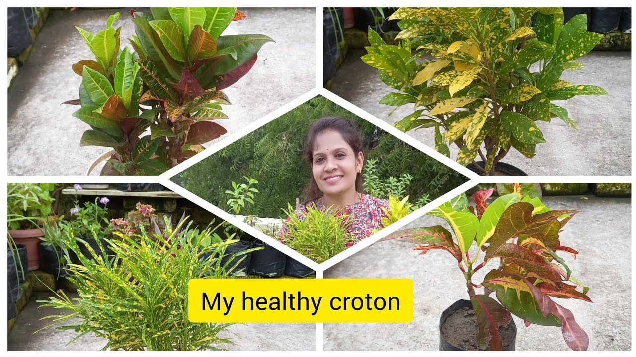 How do i make my croton bushy! क्रोटन के पौधे घना कैसे बनाए!