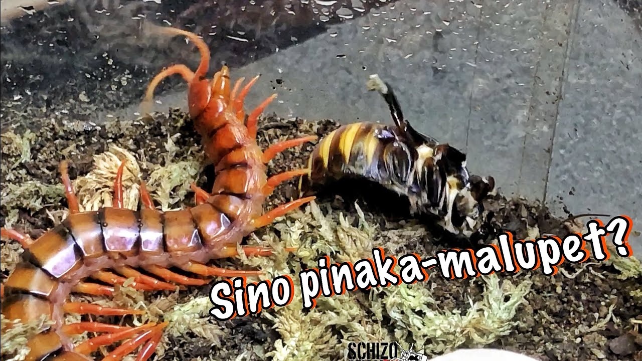 ikalawang Battle of the Fangs feat. Kindred