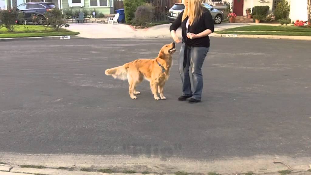 Awesome Golden Retriever performs tricks