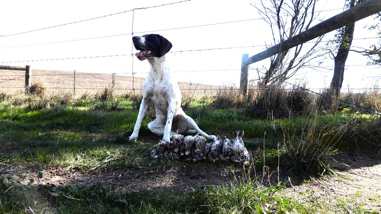 Quail hunting Victoria, Australia 2024