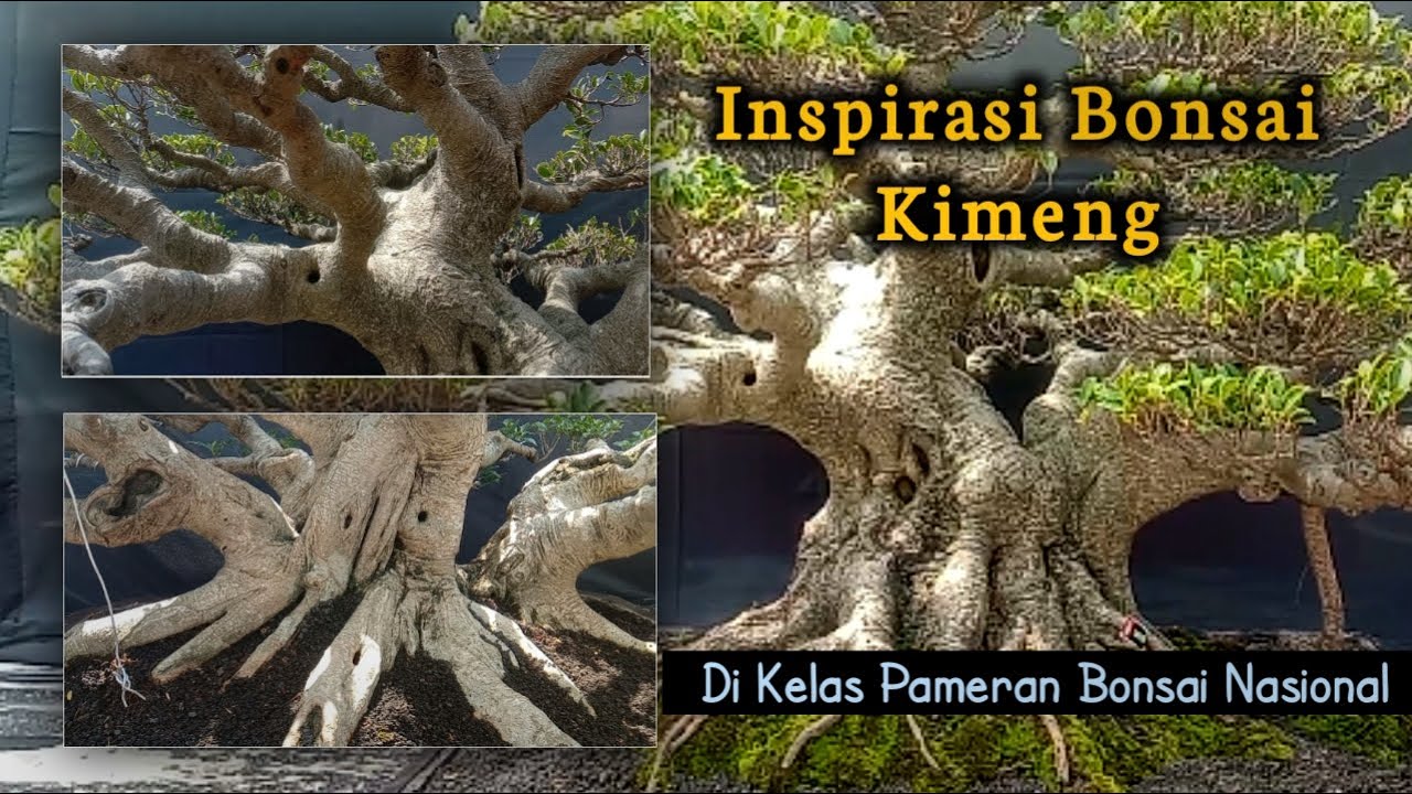 Чемпион по вдохновению бонсай Kimeng | Лучший фикус микрокарпа (Ficus Microcarpa Bonsai Inspiration)