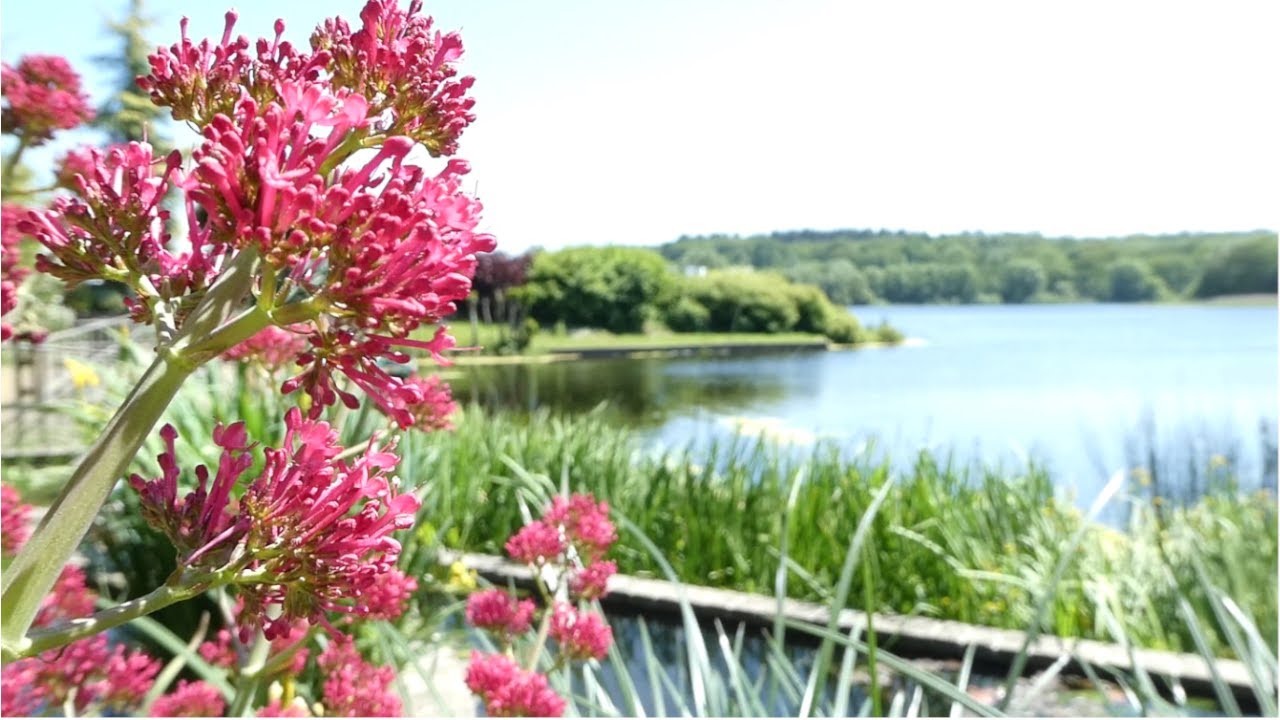 Bambois Lake | Beautiful Parks and Garden in Belgium | Balade au lac de bambois