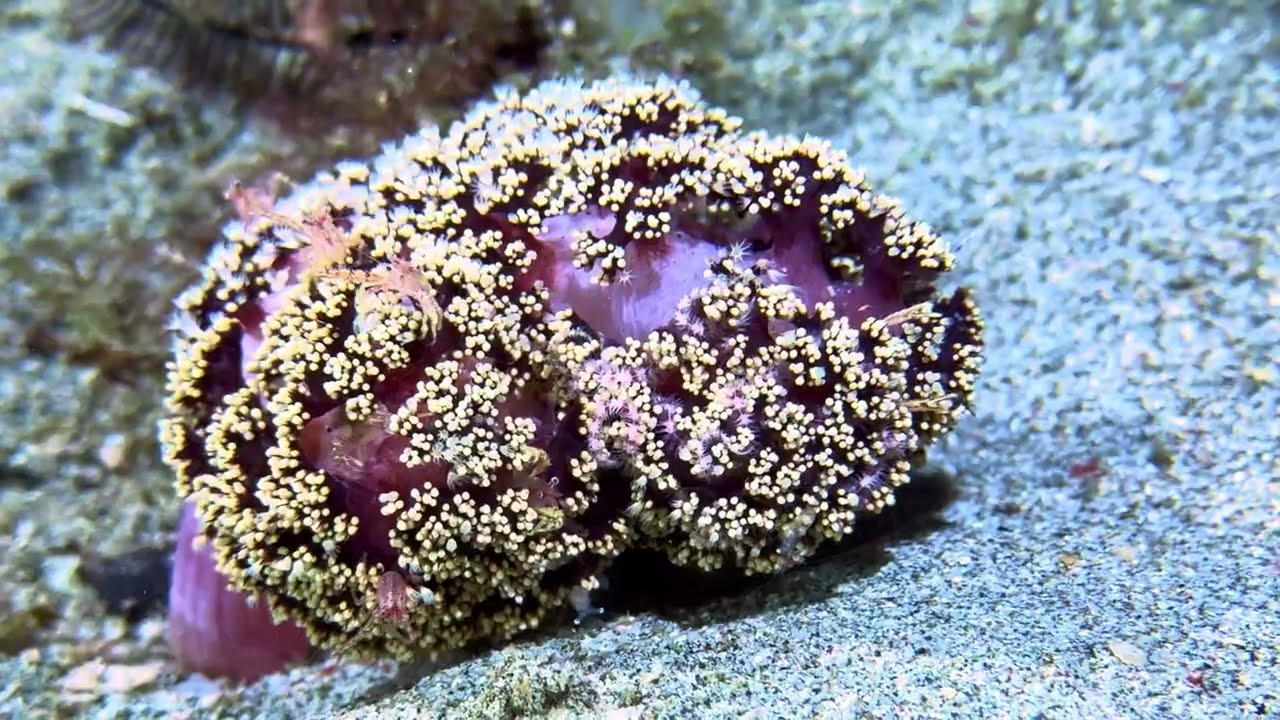 2024-06 - Anilao, Philippines - 24-dive highlights