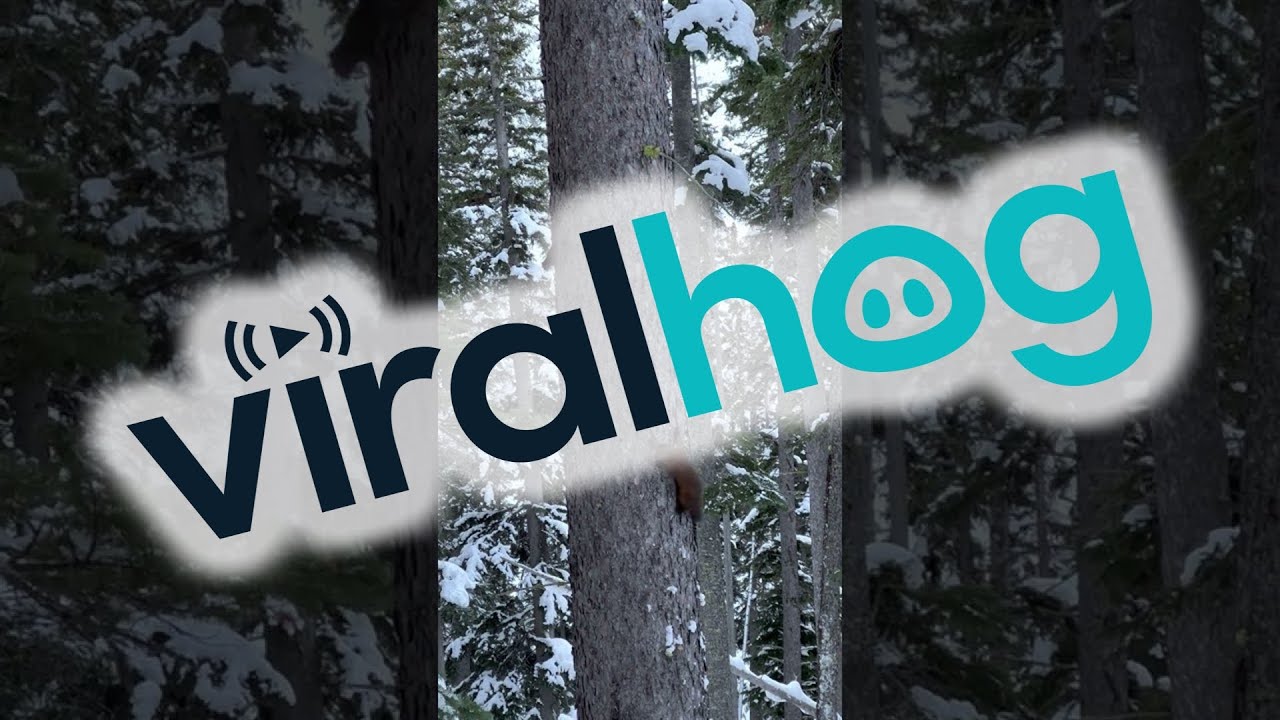Pine Marten Hunting Douglas Squirrel Around Pine Tree || ViralHog